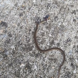 Meet your Posher, Marvin